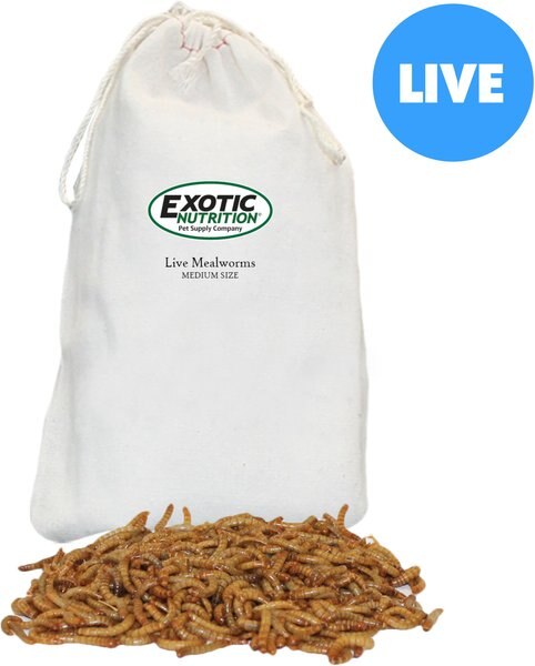 Exotic Nutrition Live Mealworms Reptile Food, Medium, 250 count slide 1 of 5
