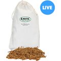 Exotic Nutrition Live Mealworms Reptile Food , Medium, 250 count