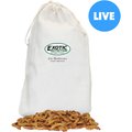 Exotic Nutrition Live Mealworms Reptile Food , Giant, 100 count