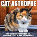Cat-Astrophe 2022 Wall Calendar