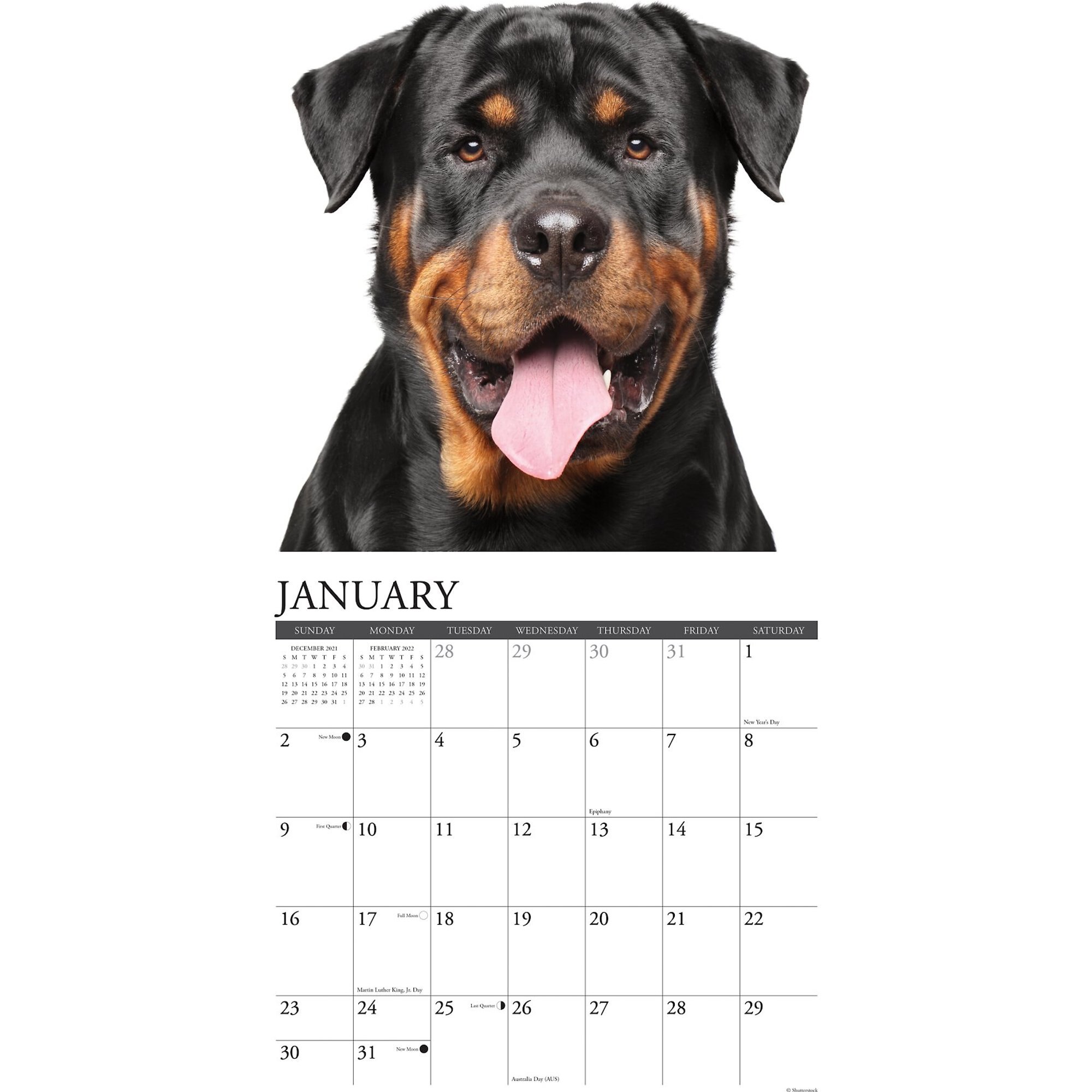 Just Rottweiler 2022 Wall Calendar - Chewy.com