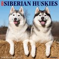 Just Siberian Huskies 2022 Wall Calendar