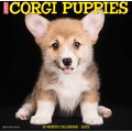 Just Corgi Puppies 2022 Wall Calendar