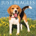 Just Beagles 2022 Wall Calendar