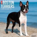 Just Boston Terriers 2022 Wall Calendar