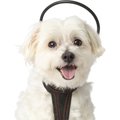 Assisi Animal Health Calmer Canine Anxiety Treatment System Dog Bundle, X-Small