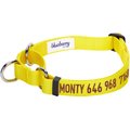 Blueberry Pet Safety Training Personalized Martingale Dog Collar, Blazing Yellow, Large: 18 to 26-in neck, 1-in wide