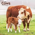 Cows 2022 Square Calendar