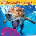 Underwater Dogs 2022 Square Calendar