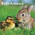 Baby Animals 2022 Square Calendar