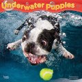 Underwater Puppies 2022 Square Calendar