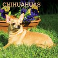 Chihuahuas 2022 Square Calendar