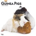 Guinea Pigs 2022 Square Calendar