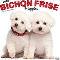 Bichon Frise Puppies 2022 Square Calendar