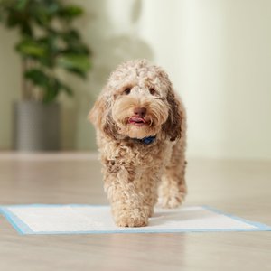 Frisco Non-Skid Ultra Premium Dog Training & Potty Pads, 22 x 23-in, 300 count, Unscented