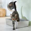 Frisco Stainless Steel Cat Litter Box, 23-in