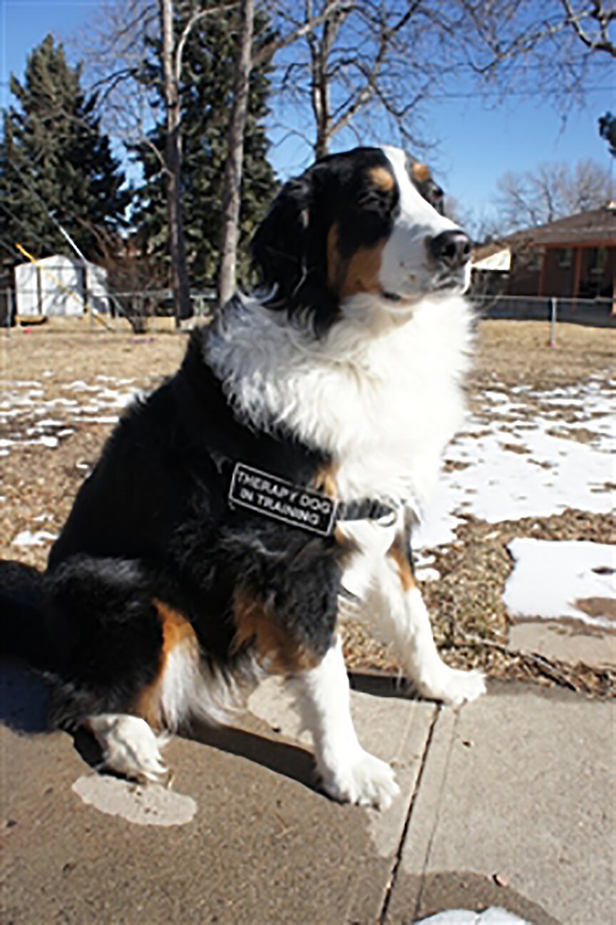 Black//White Medium-Fits Girth Size: 71cm to 97cm Autism Dog Dean /& Tyler DT Works Medium DT Works Harness Autism Dog