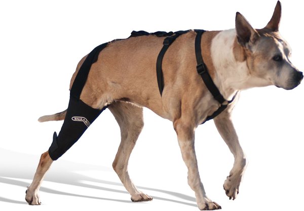 WALKABOUT Dog & Cat Knee Brace, Black, Medium/Large Right slide 1 of 6