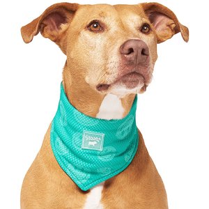Canada Pooch Wet Reveal Smiley Cooling Dog Bandana, Small