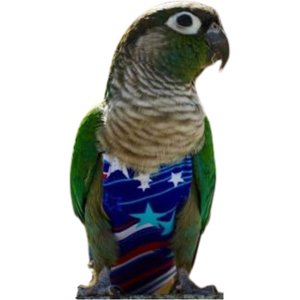 Avian Fashions FeatherWear FlightSuit Bird Diaper, Fireworks, Petite(1)