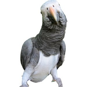 Avian Fashions FeatherWear FlightSuit Bird Diaper, Grey, X-Small(2)