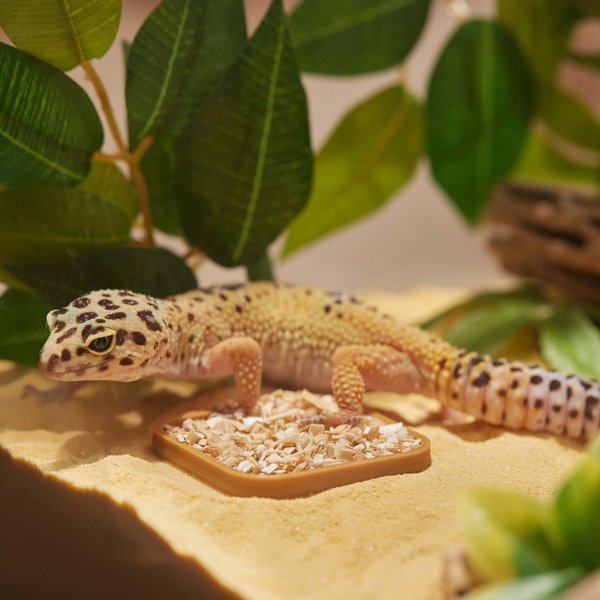 Stroodies Leopard Geckos LitterBox, SandBar Tan, 2-in slide 1 of 4