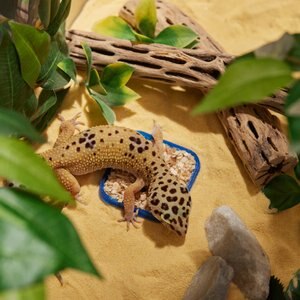 Stroodies Leopard Geckos LitterBox, Sapphire, 2-in