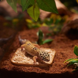 Stroodies Leopard Geckos LitterBox, SandBar Tan, 4-in