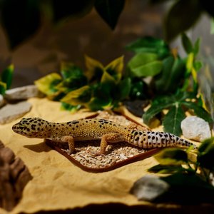 Stroodies Leopard Geckos LitterBox, Chocolate Brown, 4-in