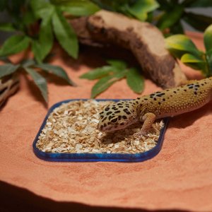 Stroodies Leopard Geckos LitterBox, Sapphire, 4-in