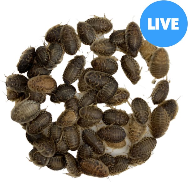 ABDragons Medium Dubia Roaches Small Pet & Reptile Food, 50 count slide 1 of 9