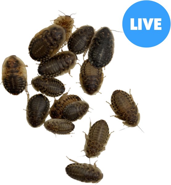 ABDragons Large Dubia Roaches Small Pet & Reptile Food, 50 count slide 1 of 9
