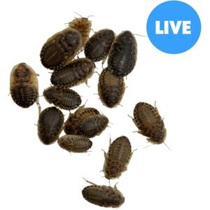 ABDragons Large Dubia Roaches Small Pet & Reptile Food, 400 count