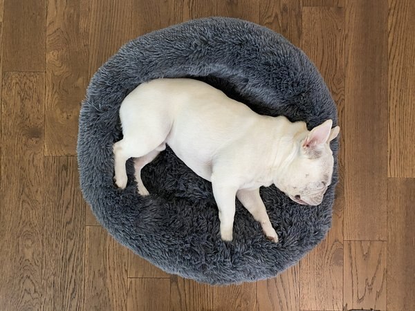 Alpha Paw Cozy Calming Pillow Dog Bed, Grey, Medium slide 1 of 4