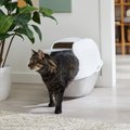 Frisco Modern Hooded Cat Litter Box, Grey