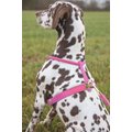 Digby & Fox Rolled Leather Dog Harness, Pink, X-Large