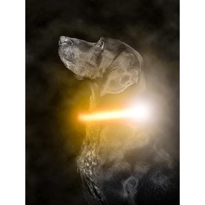 Mighty Paw LED Dog Collar, Orange, Large