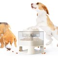 HANAMYA Dispensing Container Interactive Treat Dispenser Dog Toy, White