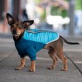 FurHaven Pro-Fit Dog Coat, Aquamarine