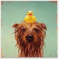Stupell Industries Wet Dog with a Rubber Ducky Turquoise Bath Painting Wall Décor, Wood, 12 x 0.5 x 12-in