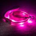Blazin' Safety LED Dog Leash, Pink, Small