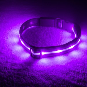 Blazin' Safety LED USB Rechargeable Nylon Dog Collar, Purple, X-Small