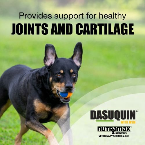 Nutramax Dasuquin with MSM Soft Chews Joint Health Large