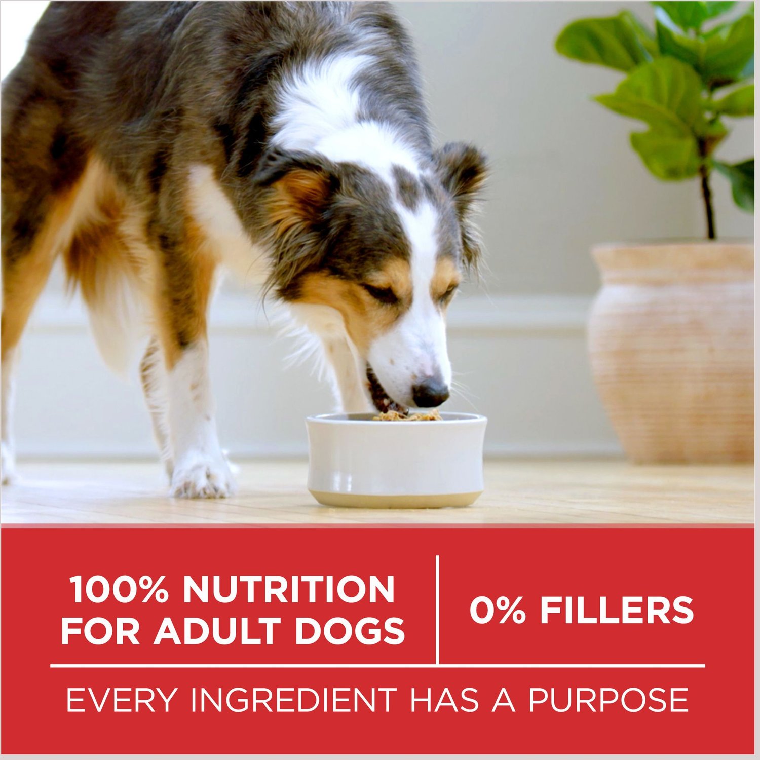 beneful dog food ingredients label