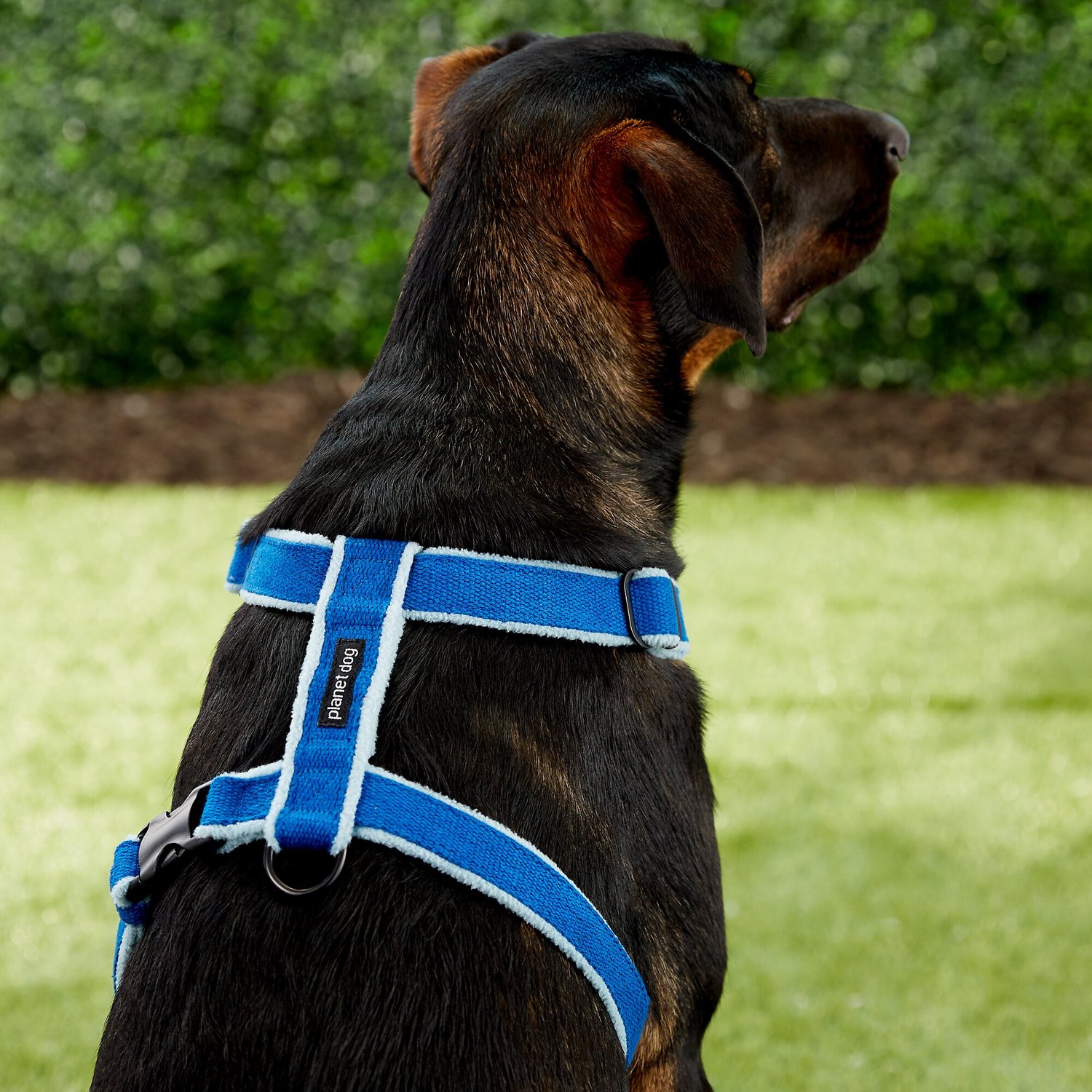 Dog Cozy Hemp Adjustable Dog Harness, Blue, Large