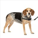 PetSafe Easy Walk Dog Harness, Black/Silver, Small/Medium