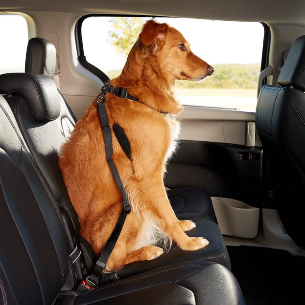 and Other Pets yidenguk Dog Seat Belt 2 Pack Dog Car Seatbelts Adjustable Pet Seat Belt for Vehicle Nylon Pet Safety dog car harnesses Heavy Duty & Elastic & Durable Car Seat Belt for Dogs