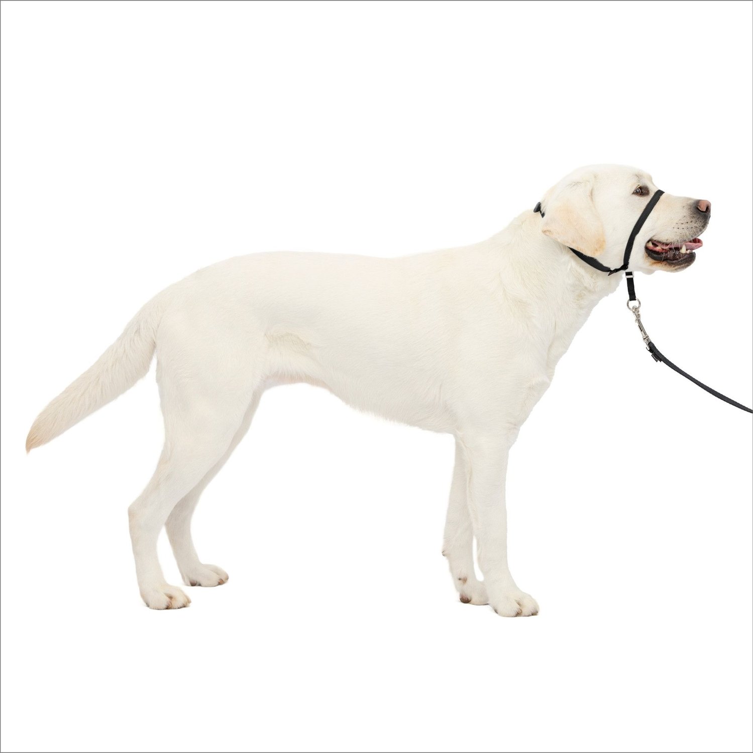 PetSafe Gentle Leader Dog Collar