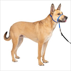 PetSafe Gentle Leader Padded No Pull Dog Headcollar, Royal Blue, Medium: 9 to 19-in neck