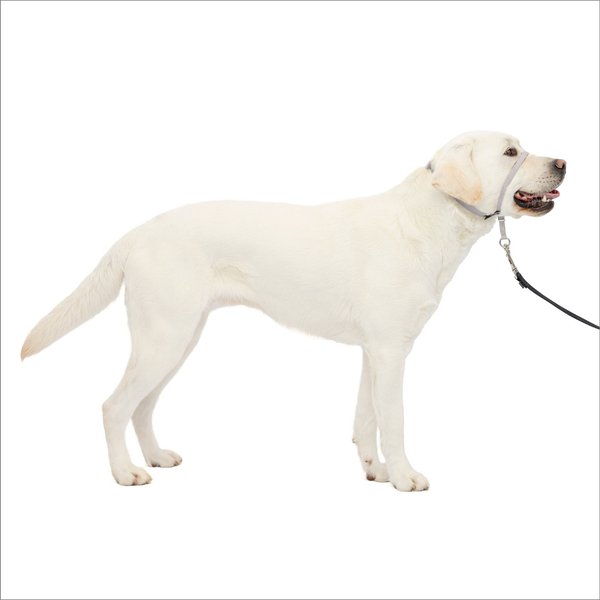 PetSafe Gentle Leader Padded No Pull Dog Headcollar, Silver, Large: 11 to 24-in neck slide 1 of 11
